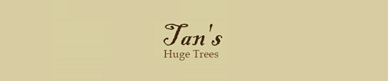 Tan's Huge Trees — screenshot 1