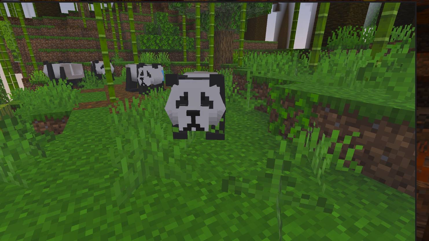 Giant panda remaster — screenshot 4