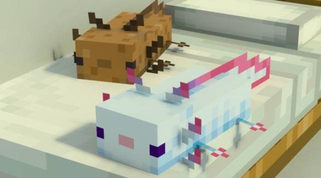 Axolotl Plushies on Beds Textures — screenshot 5