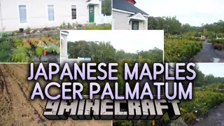 Japanese Maples Acer Palmatum Map (26.3, 1.20.1) – Tranquil Autumn Garden Walk