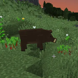 TFC wild animals