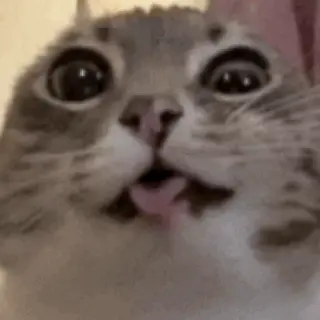 The Undying Cat