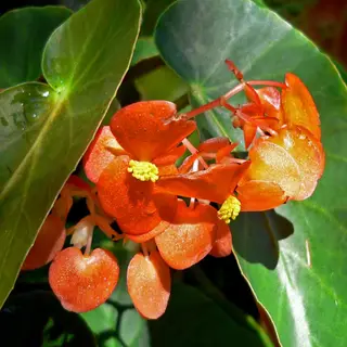 Orange Sherbet