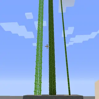 TallTallCane