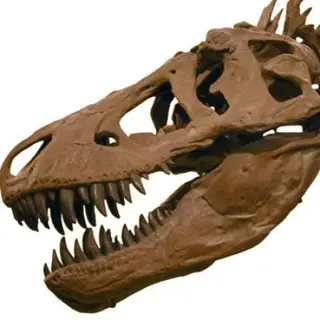 dino bones