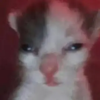 Super Cringe SMP