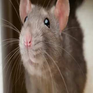 rats smp