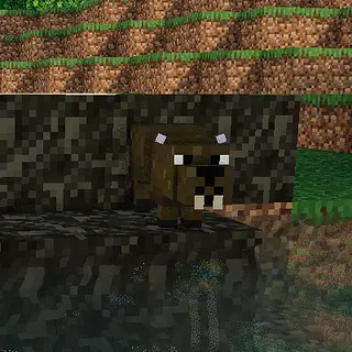 Myssyhead's Beavers