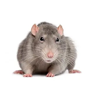 The Rat Company