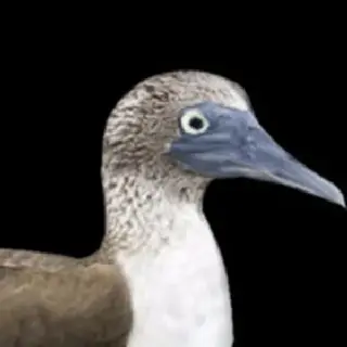 Sulidae Utils