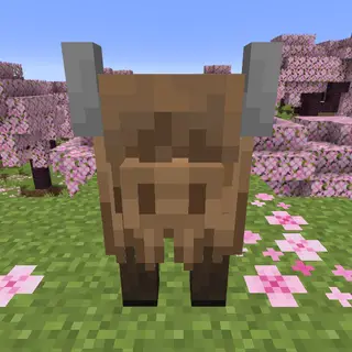 Fluffly Highland Cow