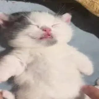 Sleepy Head