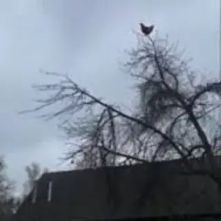 Chicken In Tree Scream Sound