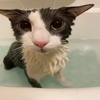 Account1's Soggy Cat over Totem of Undying