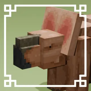 PACHYRHINAGER
