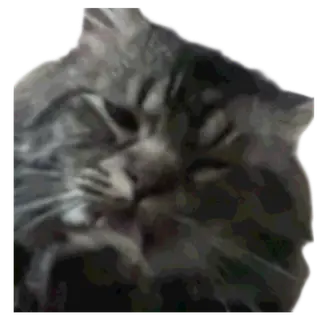 Updated waffle cat PvP item
