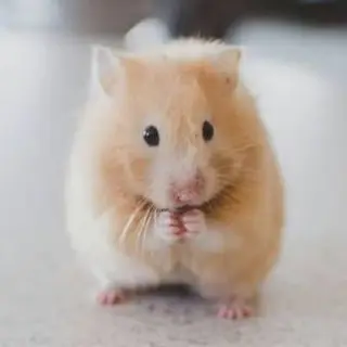 Horse reskin to hamster