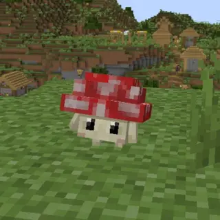 Fungi!