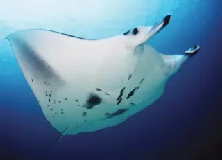 Reef Manta Ray Addon for Minecraft Bedrock 26.50