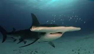 Great Hammerhead Shark Addon for Minecraft Bedrock 26.50