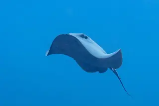 Some Stingrays Addon for Minecraft Bedrock 26.50