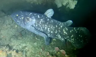 Coelacanth Addon for Minecraft Bedrock 26.30