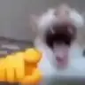 Totem of Laughing Cat Meme 🫵😸