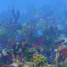 Ocean Only Generation