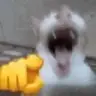 Laughing cat over End flashes