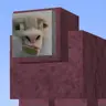 Movie Sheep