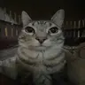 animal totem sound