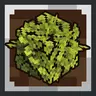 Goose's Leaves