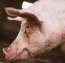 Freshpig Client