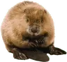 Bober's pack