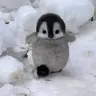 Penguin Totem Of Undying