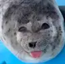 Seal Enchanter