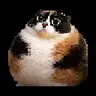 Totem Kotost Meme
