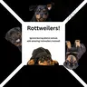 Rottweilers!