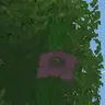Wild Nature