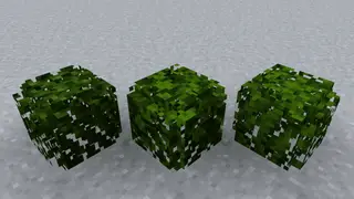 Textures for 3D Leaves