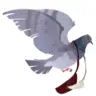 NotePigeons