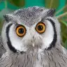 Owlery Messaging